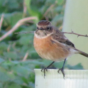 Stonechat