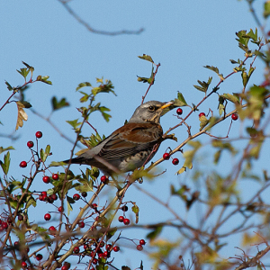 Fieldfare-Mike-Wormall