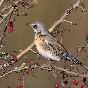 Fieldfare