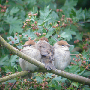 Blackcap