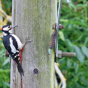 GSWoodpecker-Mike-Wormall