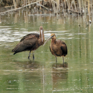 Glossy-Ibis-1
