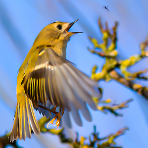 GOLDCREST FEEDING ON THE WING