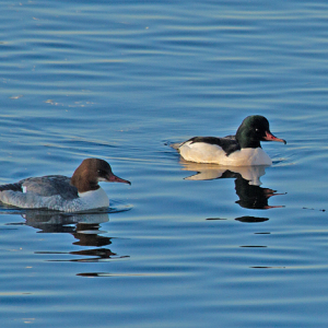 Goosander-Mike-Wormall