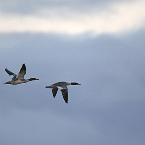 Goosander