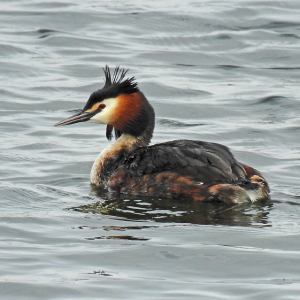 Great-Crested-Grebe