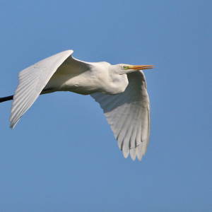 Great-White-Egret-NH