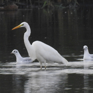 Great-White-Egret-Tony-Wardell