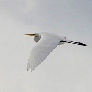 Great White Egret
