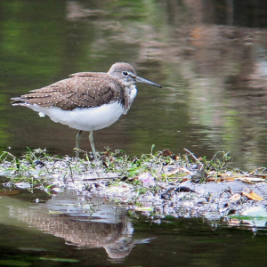 Green Sandpiper