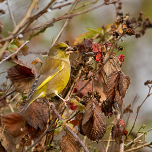 Greenfinch