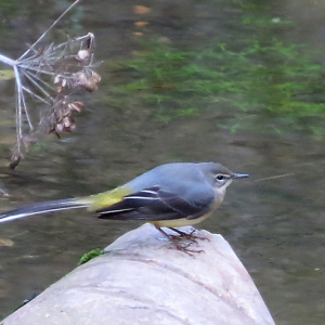 Grey Wagtail - Ouse Dyke - 29th October 2021