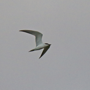 Gull-billed-Tern-1-JV