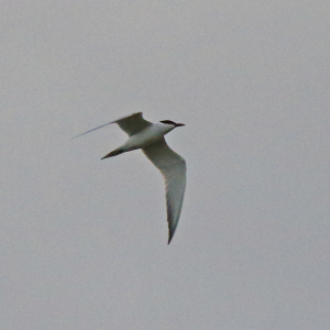 Gull-billed-Tern-2-JV