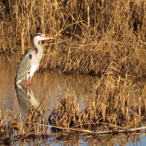 Grey Heron