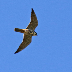 Hobby-JV