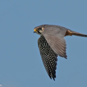 Hobby