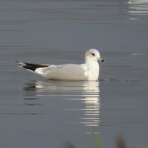 IMG_0042a-Common-Gull