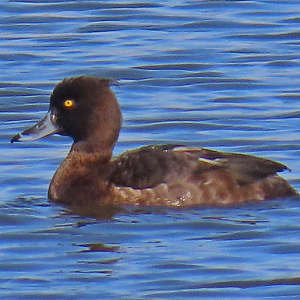 IMG_0046a-Tufted-Duck