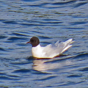 IMG_0110a-Little-Gull