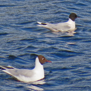 IMG_0113a-Little-Gull-with-Black-headed-Gull