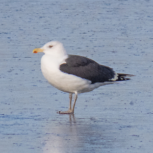 IMG_0180a-Great-Black-backed-Gull