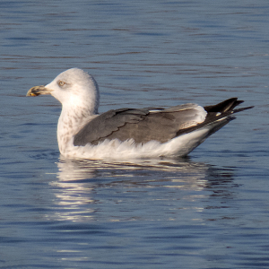 IMG_0190a-Lesser-Black-backed-Gull-3rd-winter