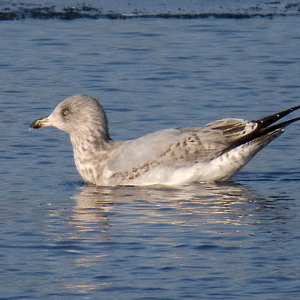 IMG_0191a-Herring-Gull-2nd-winter