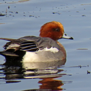 IMG_0221a-Wigeon