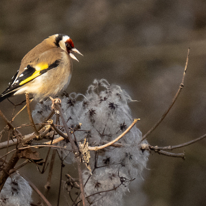 IMG_0267a-Goldfinch
