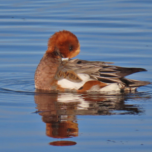 IMG_0269a-Wigeon
