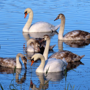 IMG_0279a-Mute-Swan