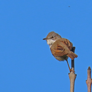 IMG_0301a-Whitethroat