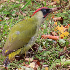 IMG_0349a-Green-Woodpecker