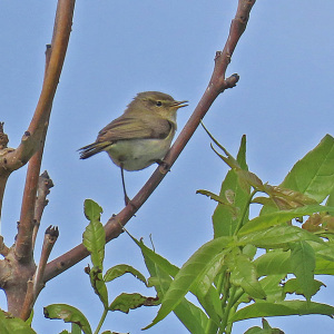 IMG_0350a-Chiffchaff