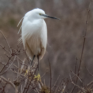 IMG_0372a-Little-Egret