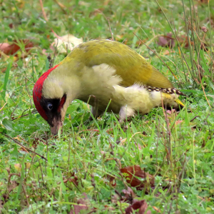 IMG_0377a-Green-Woodpecker