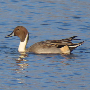 IMG_0449a-Pintail