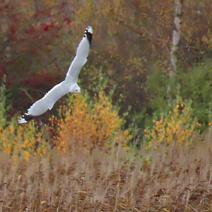 IMG_0455a-Common-Gull