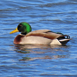 IMG_0477a-Mallard