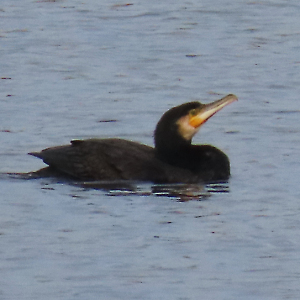 IMG_0486a-Cormorant