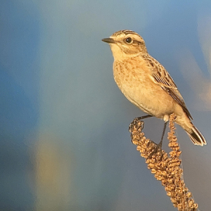 IMG_0495-Whinchat-1st-winter-Miles-Cluff