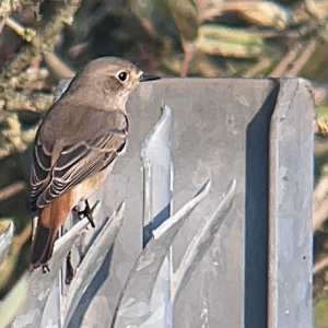 IMG_0520-Redstart-1st-winter-Miles-Cluff