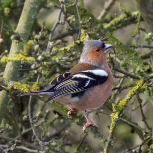 IMG_0611a-Chaffinch