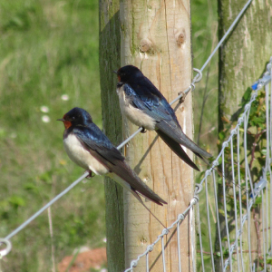 Swallow