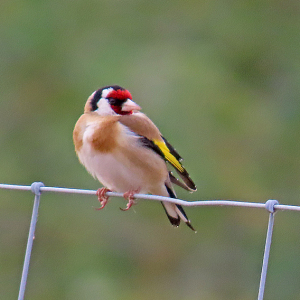 IMG_0629a-Goldfinch