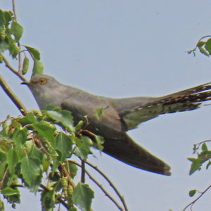 IMG_0667a-Cuckoo