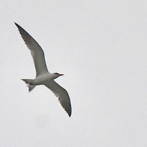 IMG_0670-Caspian-Tern-MC