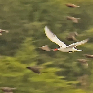 IMG_0677-Caspian-Tern-MC