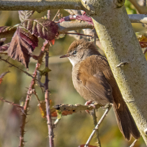 IMG_0677a-Cettis-Warbler